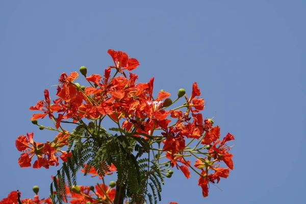 gündüz açık büyüyen renkli çiçekler yakın 