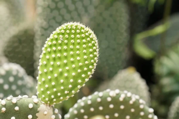 Primer Plano Los Cactus Que Crecen Aire Libre Durante Día — Foto de Stock