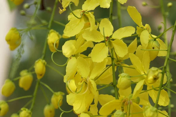 Närbild Färg Blommor Växer Utomhus Dagtid — Stockfoto