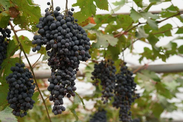 Primer Plano Fruta Fresca Exótica Madurando Rama — Foto de Stock