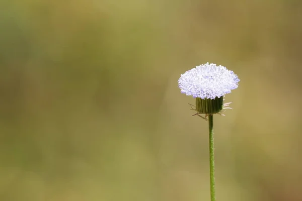 Close Van Kleur Bloemen Groeien Buiten Overdag — Stockfoto