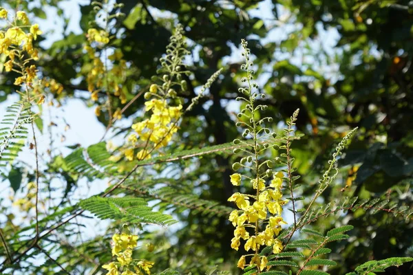 昼間に屋外で育つ色の花のクローズアップ — ストック写真