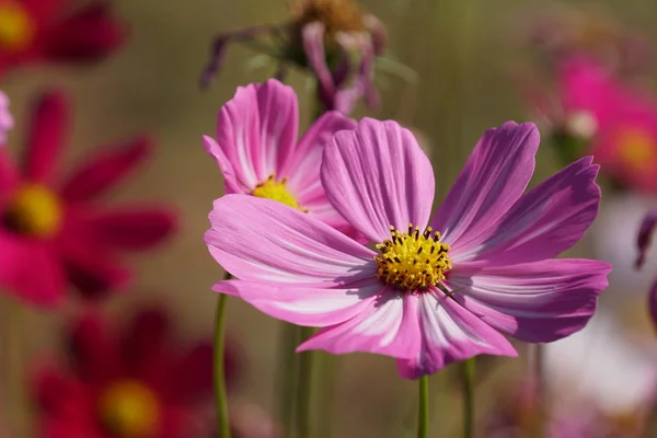 Primo Piano Fiori Colore Che Crescono All Aperto Durante Giorno — Foto Stock