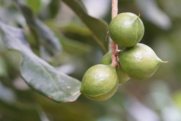 Primo Piano Colpo Frutta Esotica Fresca Maturazione Ramo — Foto Stock