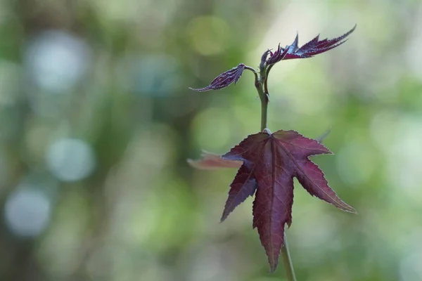 Primer Plano Las Plantas Silvestres Que Crecen Aire Libre Durante — Foto de Stock