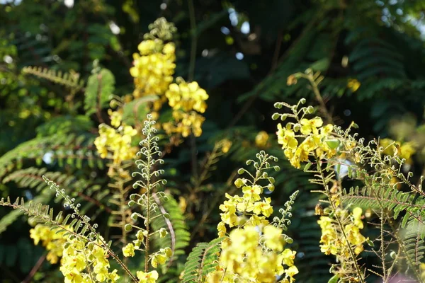 昼間に屋外で育つ色の花のクローズアップ — ストック写真