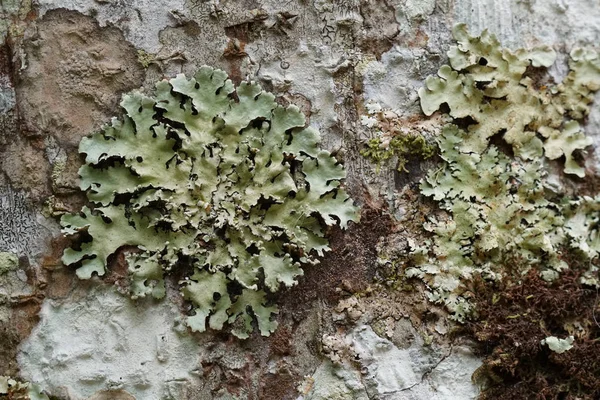 koyu yeşil yosun ile ağaç dalı üzerinde liken