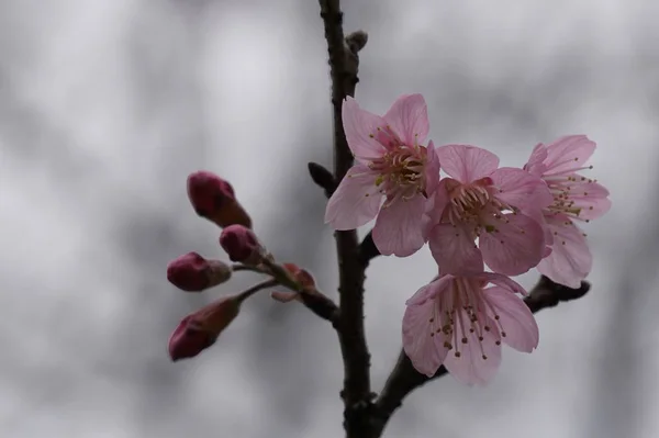 Gros Plan Fleurs Couleur Poussant Plein Air Jour — Photo