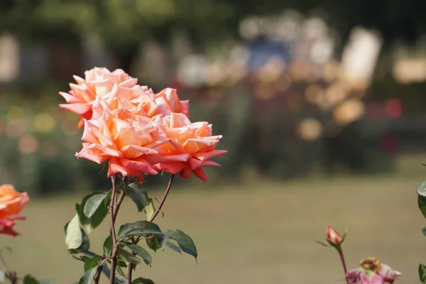 Gros Plan Fleurs Couleur Poussant Plein Air Jour — Photo