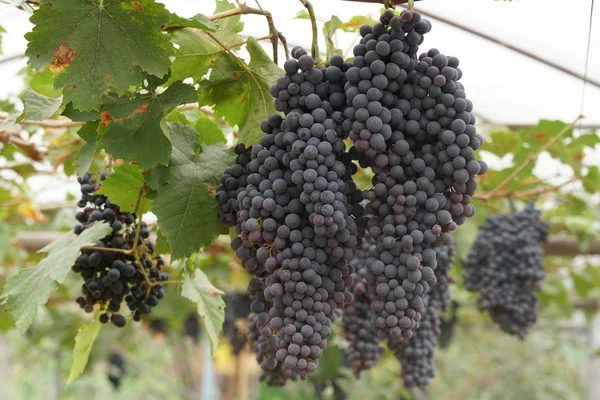 Primer Plano Fruta Fresca Exótica Madurando Rama — Foto de Stock