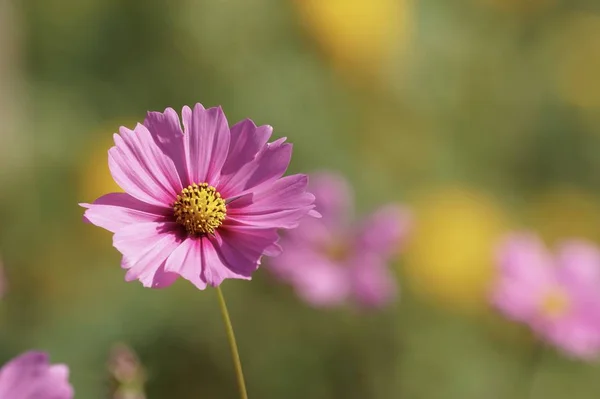 Primo Piano Fiori Colore Che Crescono All Aperto Durante Giorno — Foto Stock