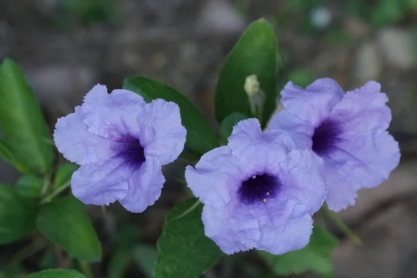 Gros Plan Fleurs Couleur Poussant Plein Air Jour — Photo