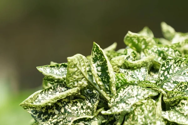 Gündüz Açık Havada Büyüyen Vahşi Bitkilerin Yakın — Stok fotoğraf