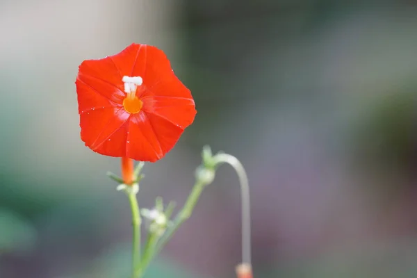 Primer Plano Flores Color Que Crecen Aire Libre Durante Día — Foto de Stock