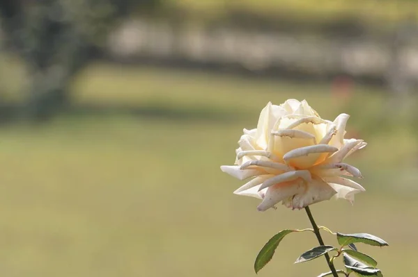 Gros Plan Fleurs Couleur Poussant Plein Air Jour — Photo