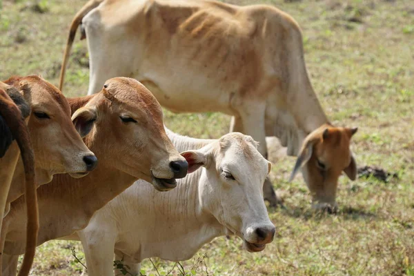 Schilderachtige Opname Van Aziatische Koeien Grazen Natuur — Stockfoto