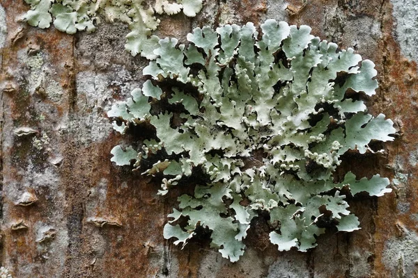 Lichene Ramo Albero Con Muschi Verde Scuro — Foto Stock