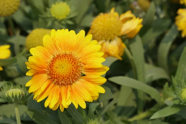 gündüz açık büyüyen renkli çiçekler yakın 