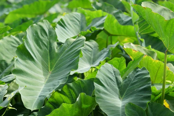 gündüz açık havada büyüyen vahşi bitkilerin yakın 