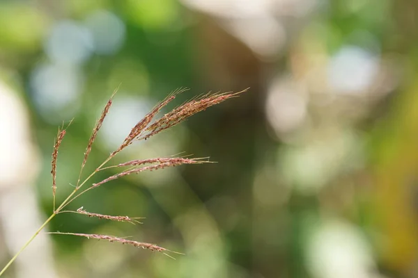 Fechar Plantas Selvagens Que Crescem Livre Durante Dia — Fotografia de Stock