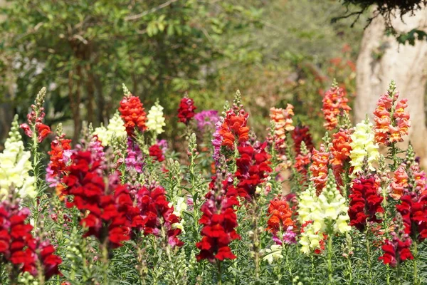 gündüz açık büyüyen renkli çiçekler yakın 