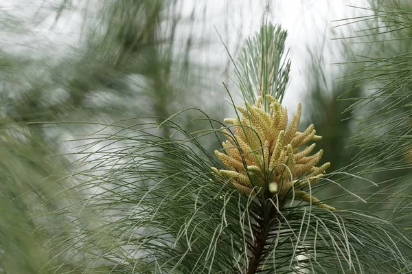 Primer Plano Las Plantas Silvestres Que Crecen Aire Libre Durante — Foto de Stock