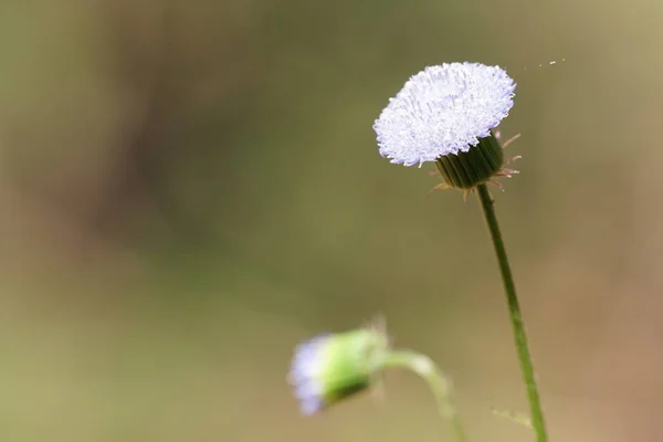 Primer Plano Flores Color Que Crecen Aire Libre Durante Día —  Fotos de Stock