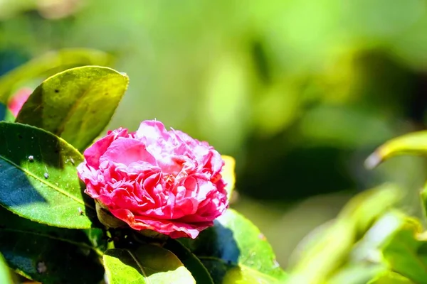 Nahaufnahme Farbiger Blumen Die Tagsüber Freien Wachsen — Stockfoto
