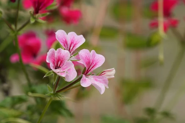 Primer Plano Flores Color Que Crecen Aire Libre Durante Día — Foto de Stock