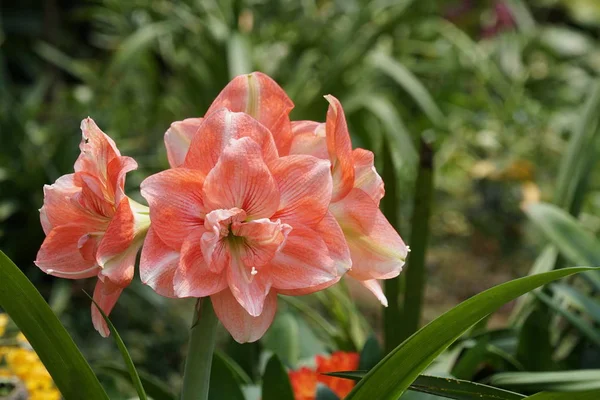 Close Color Flowers Growing Outdoor Daytime — Stock Photo, Image