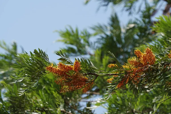 Nahaufnahme Farbiger Blumen Die Tagsüber Freien Wachsen — Stockfoto