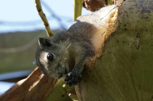 Niedliches Eichhörnchen Nagt Kokosnuss — Stockfoto