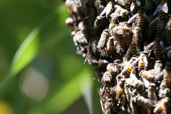 kovan üzerinde oturan arılar küme yakın