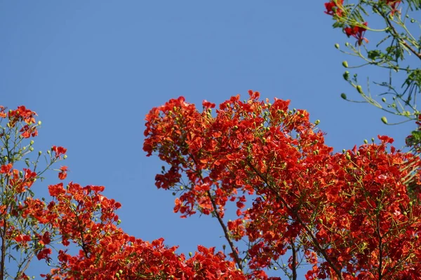 Vackra Apelsinblommor Och Blå Himmel Bakgrund — Stockfoto