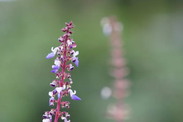 Primer Plano Flores Color Que Crecen Aire Libre Durante Día — Foto de Stock