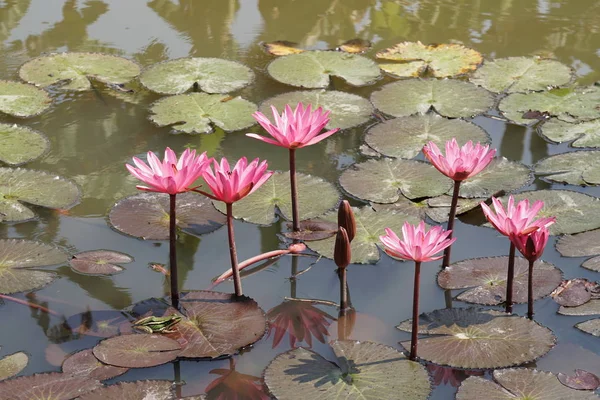 Крупним Планом Водяні Квіти Лілії Поверхні Води — стокове фото