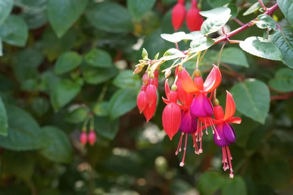 Close Color Flowers Growing Outdoor Daytime — Stock Photo, Image