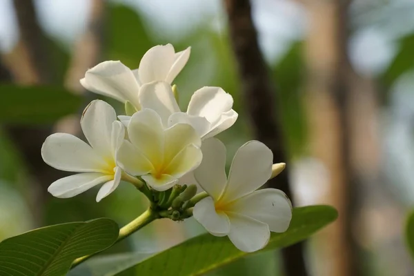 Close Van Kleur Bloemen Groeien Buiten Overdag — Stockfoto