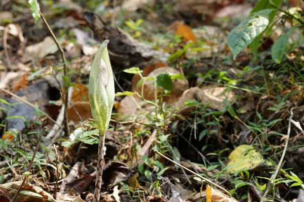 gündüz açık havada büyüyen vahşi bitkilerin yakın 