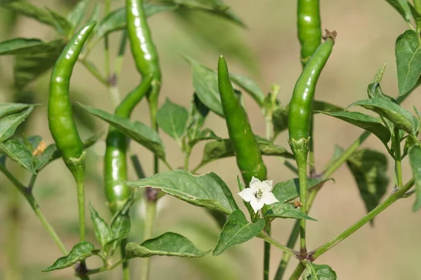 gündüz biber ile tarım alanı görünümü
