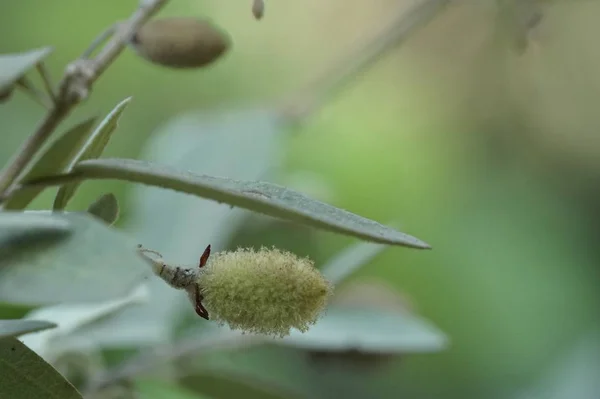 Gros Plan Plantes Sauvages Poussant Extérieur Jour — Photo