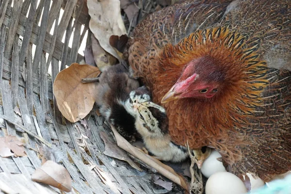 sevimli civciv sadece doğdu, tavuk veya yuvada kuluçka yumurta bakıcısı