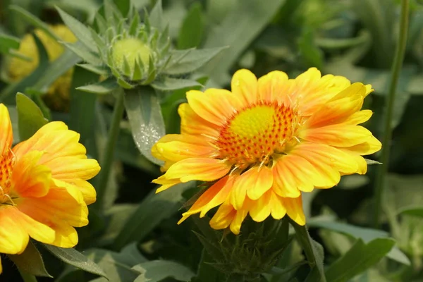 gündüz açık büyüyen renkli çiçekler yakın 