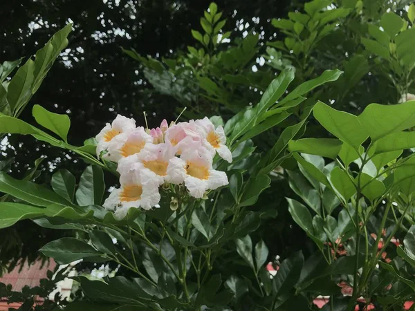 Gros Plan Fleurs Couleur Poussant Plein Air Jour — Photo