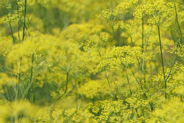 gündüz açık büyüyen renkli çiçekler yakın 