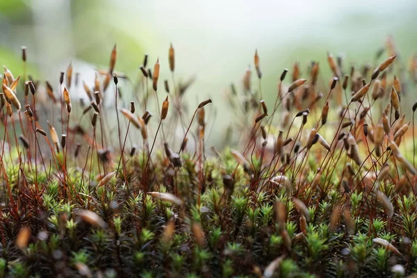 白天在户外生长的野生植物的特写 — 图库照片