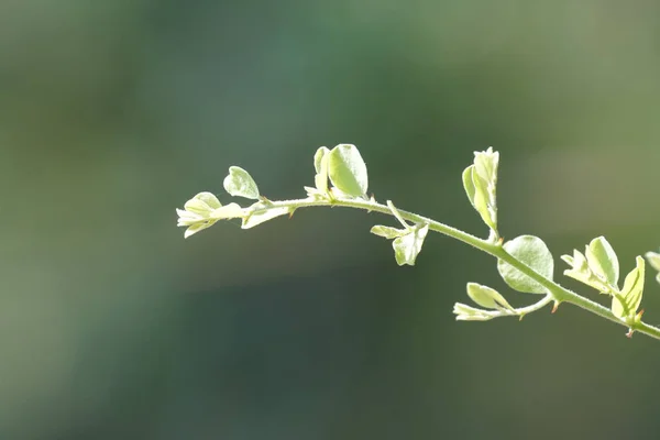 Primer Plano Flores Color Que Crecen Aire Libre Durante Día — Foto de Stock