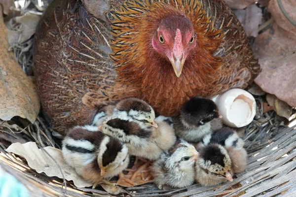 sevimli civciv sadece doğdu, tavuk veya yuvada kuluçka yumurta bakıcısı