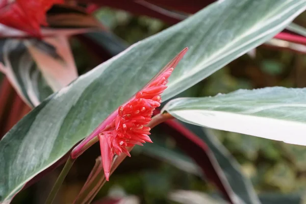 Närbild Färg Blommor Växer Utomhus Dagtid — Stockfoto