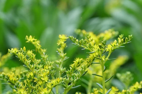 白天户外生长的彩色花的特写 — 图库照片